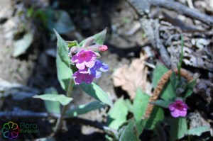 Pulmonaria montana